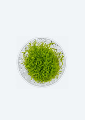Stringy Moss
