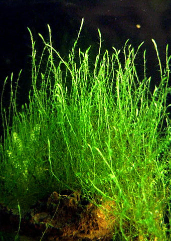 Stringy Moss