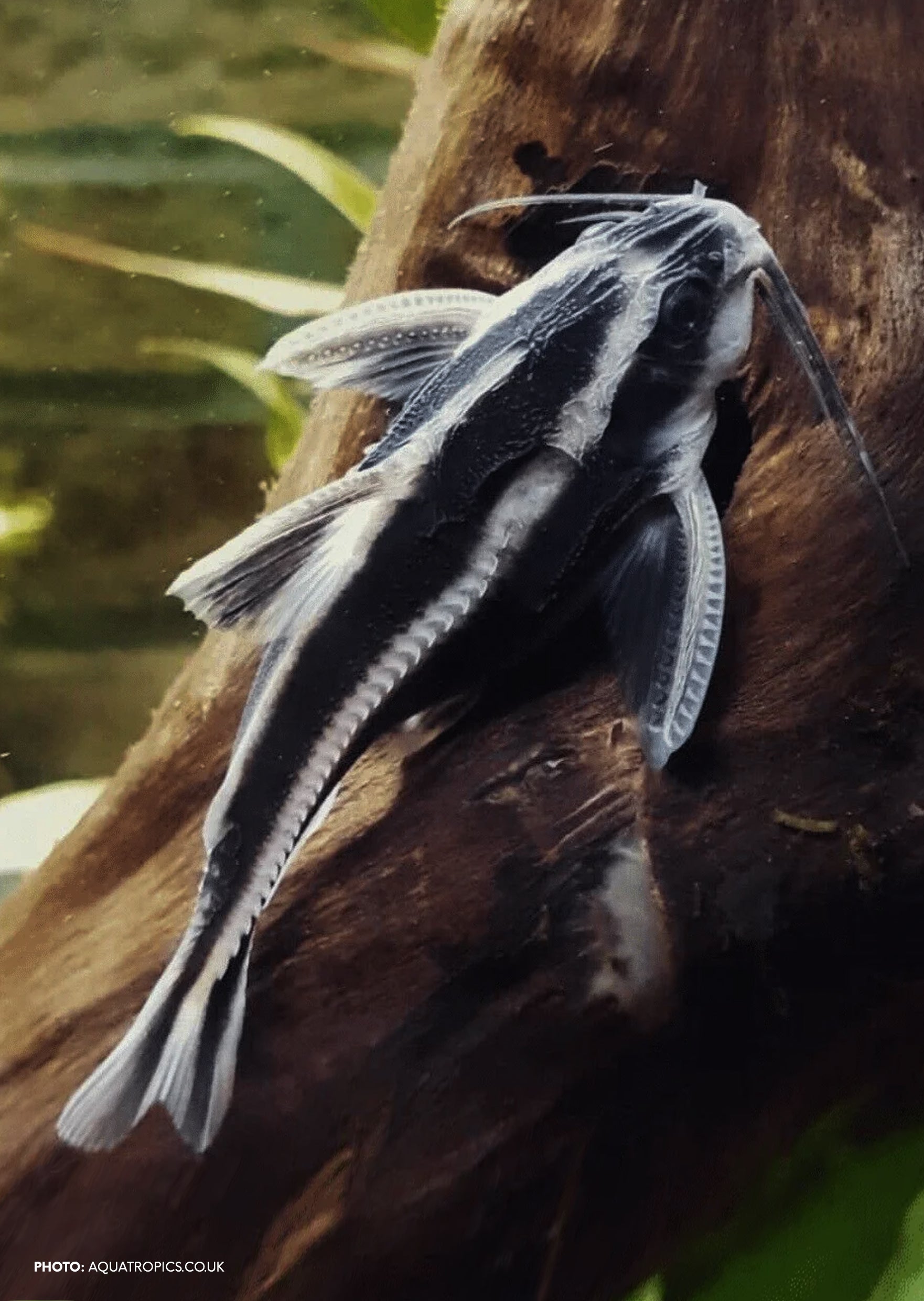 Striped Raphael Catfish | Live Tropical Fish UAE | Discus.ae