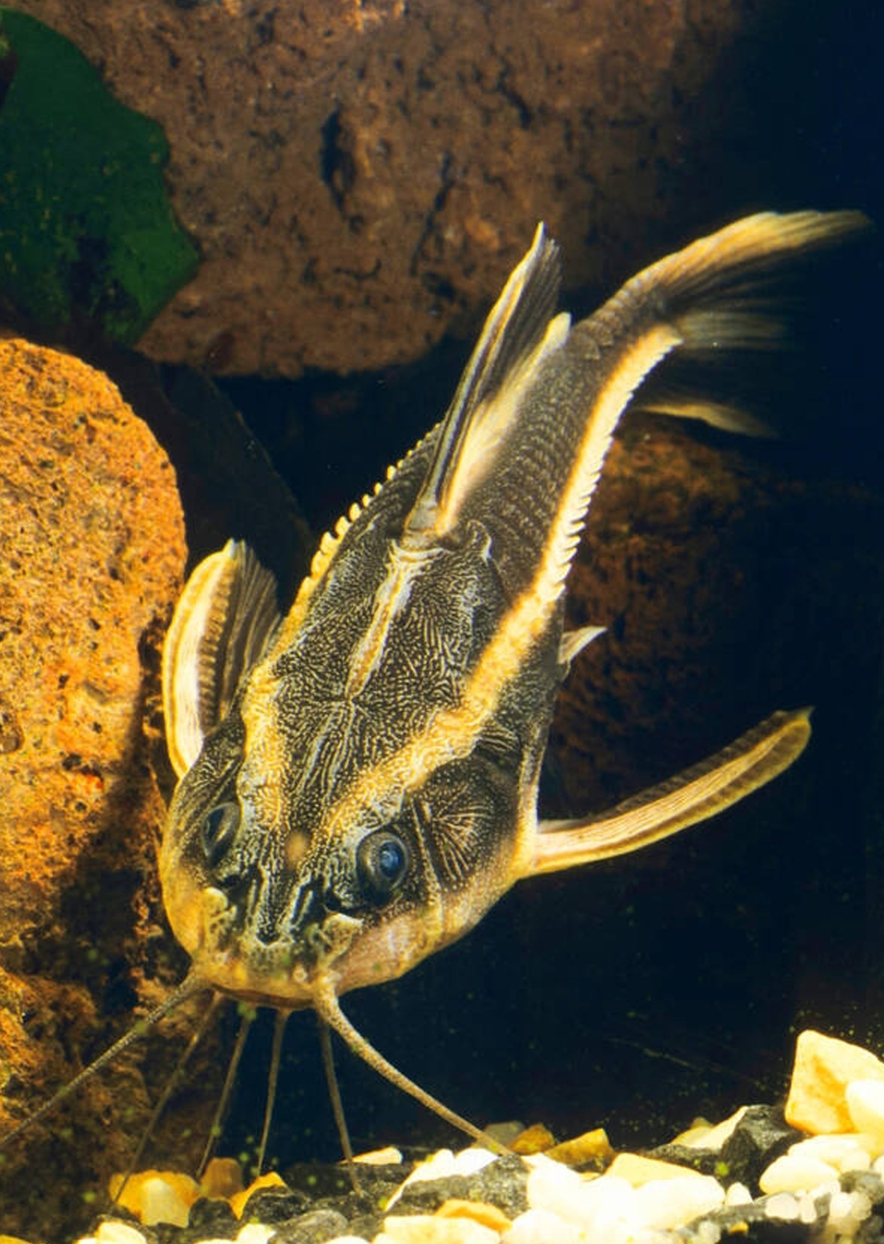 Striped Raphael Catfish | Live Tropical Fish UAE | Discus.ae