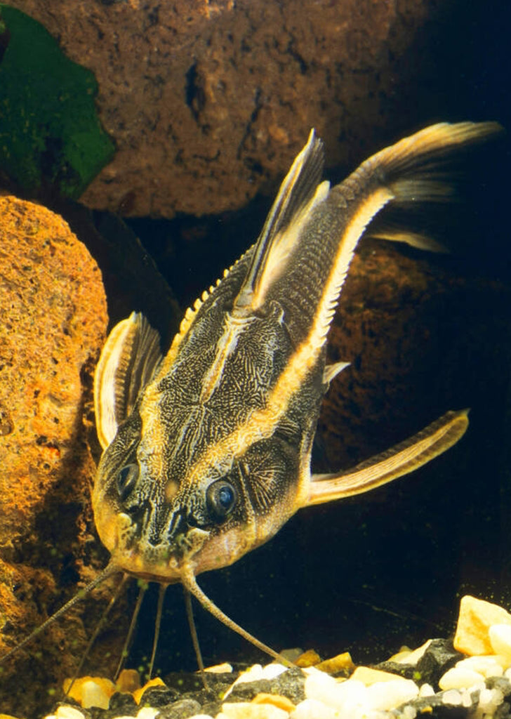Striped Raphael Catfish