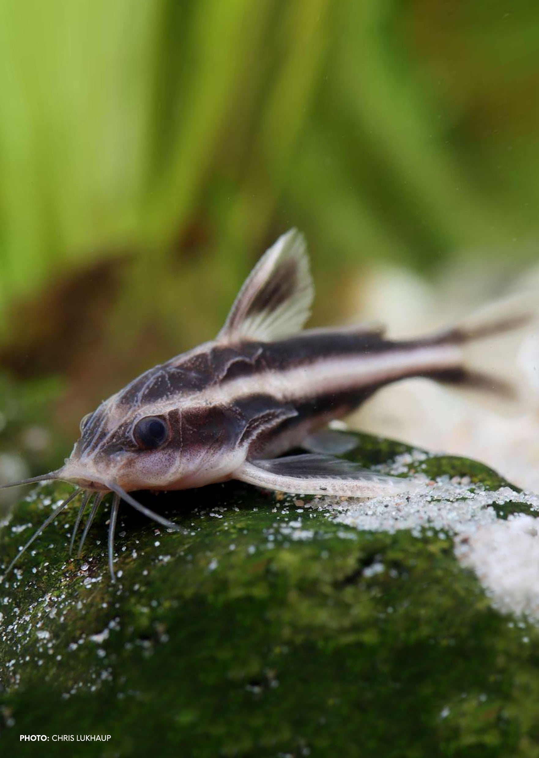 Striped Raphael Catfish | Live Tropical Fish UAE | Discus.ae