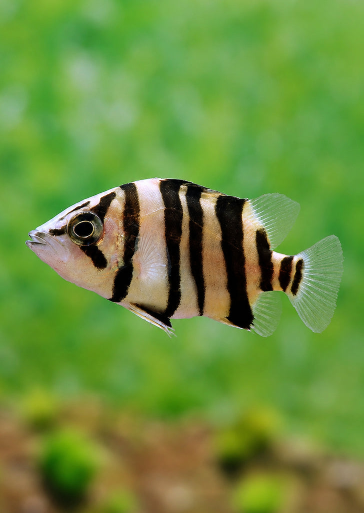 Sumatra Tiger Fish