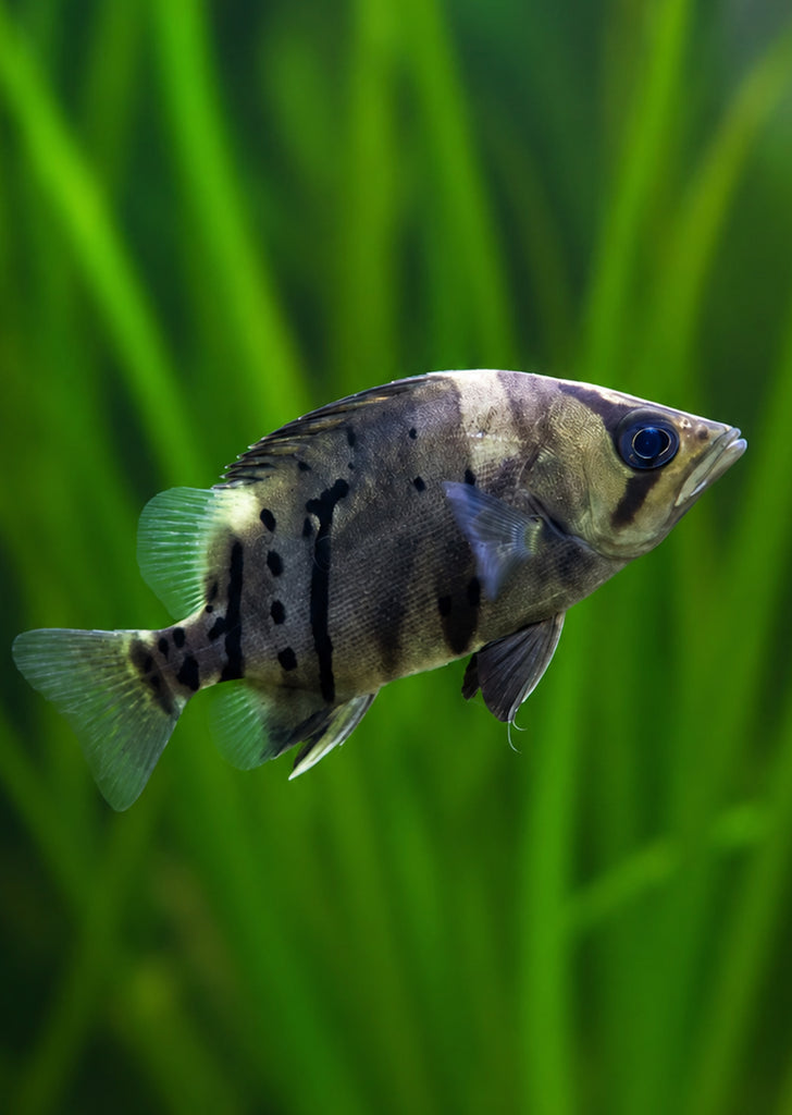 Sumatra Tiger Fish