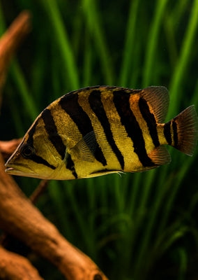 Sumatra Tiger Fish