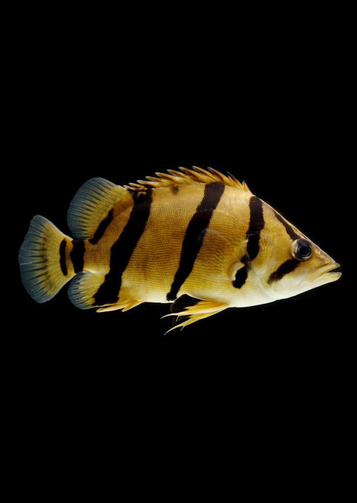 Sumatra Tiger Fish