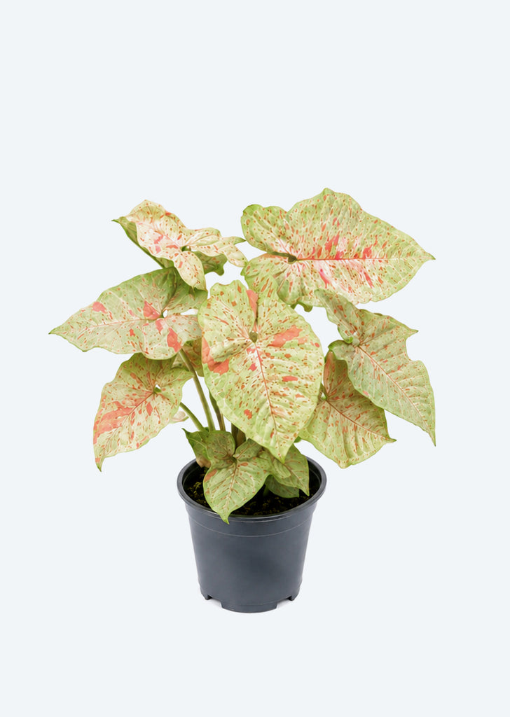 Syngonium Confetti