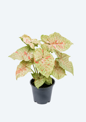 Syngonium Confetti