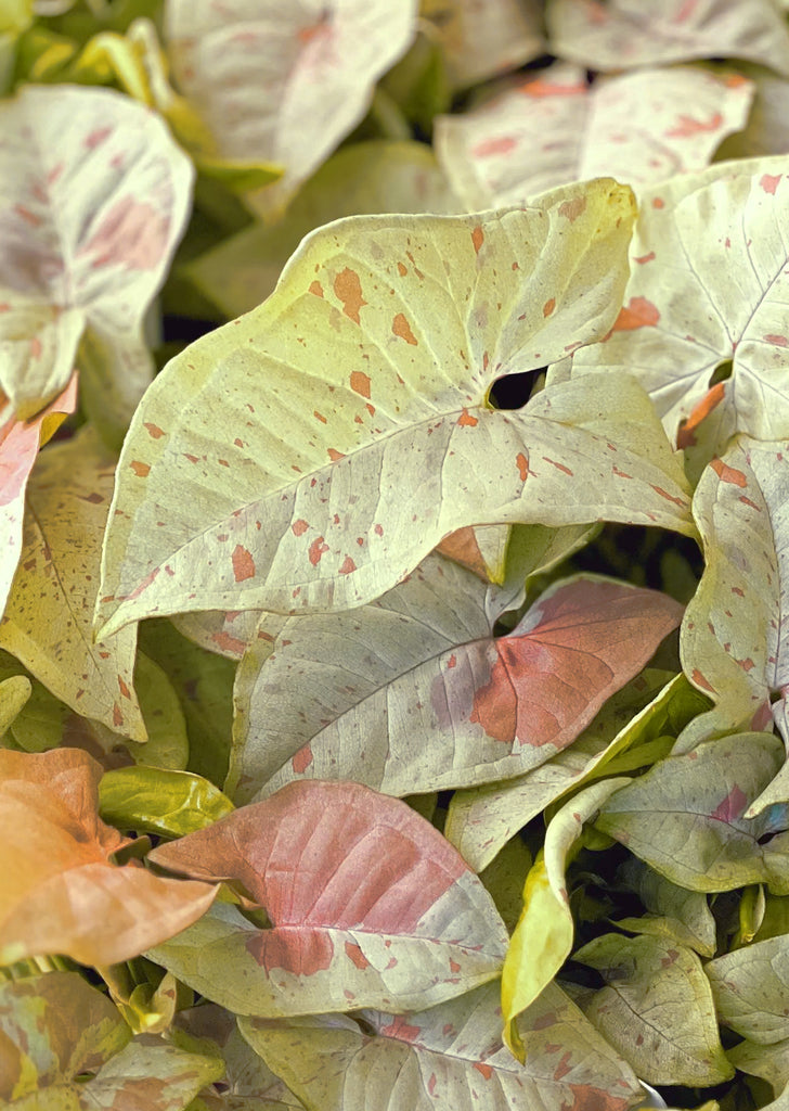 Syngonium Confetti