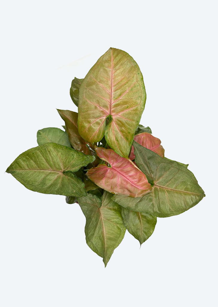 Syngonium Maria Allusion