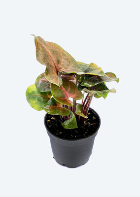 Syngonium Maria Allusion