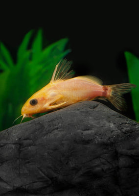 Synodontis Nigrita Gold