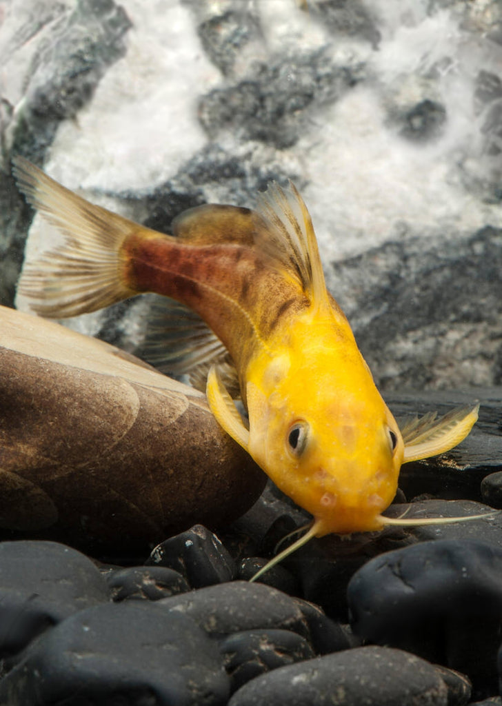 Synodontis Nigrita Gold