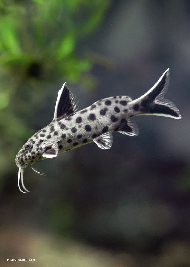Synodontis petricola