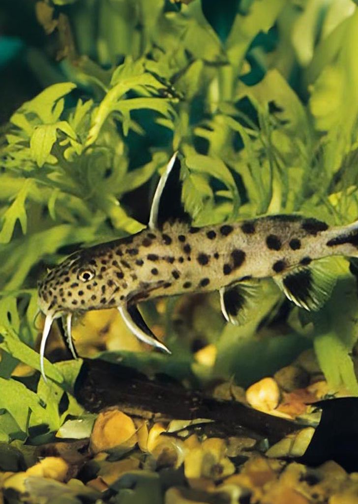 Synodontis petricola