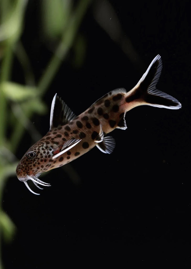 Synodontis petricola
