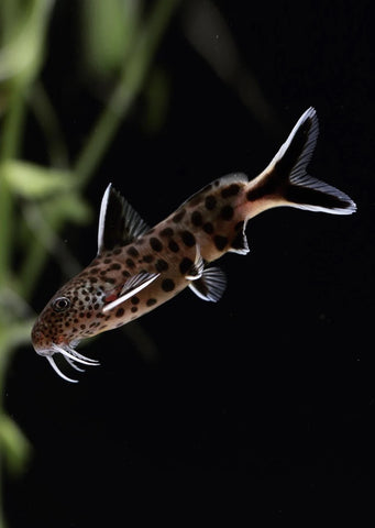 Synodontis petricola