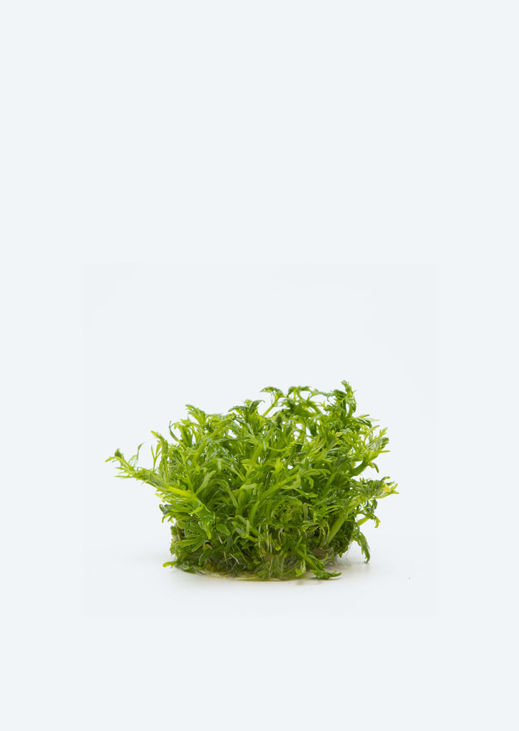 1-2-Grow! Limnophila aquatica