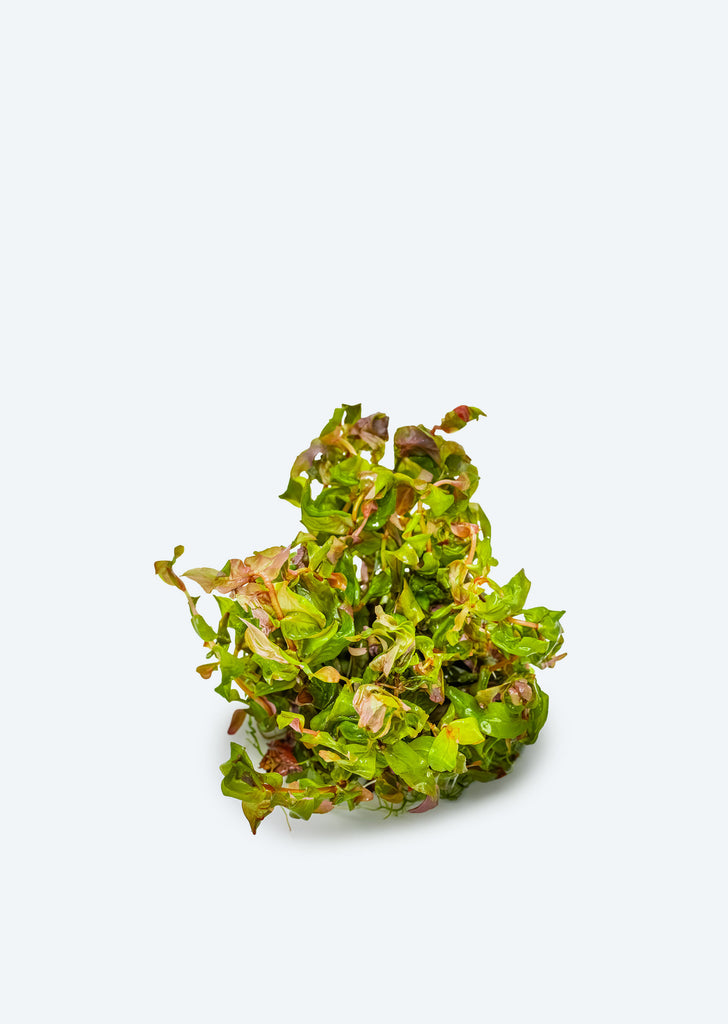 1-2-Grow! Rotala macrandra