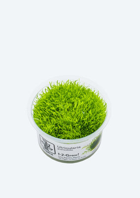 1-2-Grow! Utricularia graminifolia