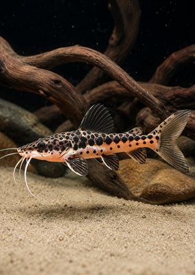 TSN x RTC Hybrid Leopard Catfish