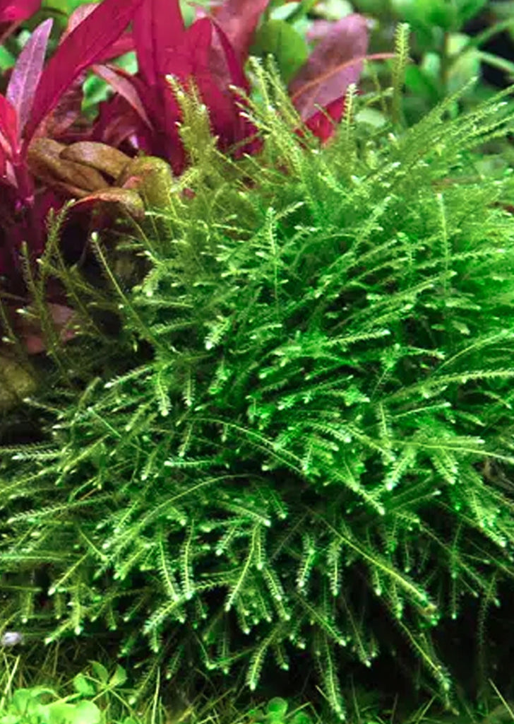 Taxiphyllum sp. 'Giant'