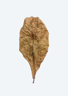 Catappa Leaves (x10)