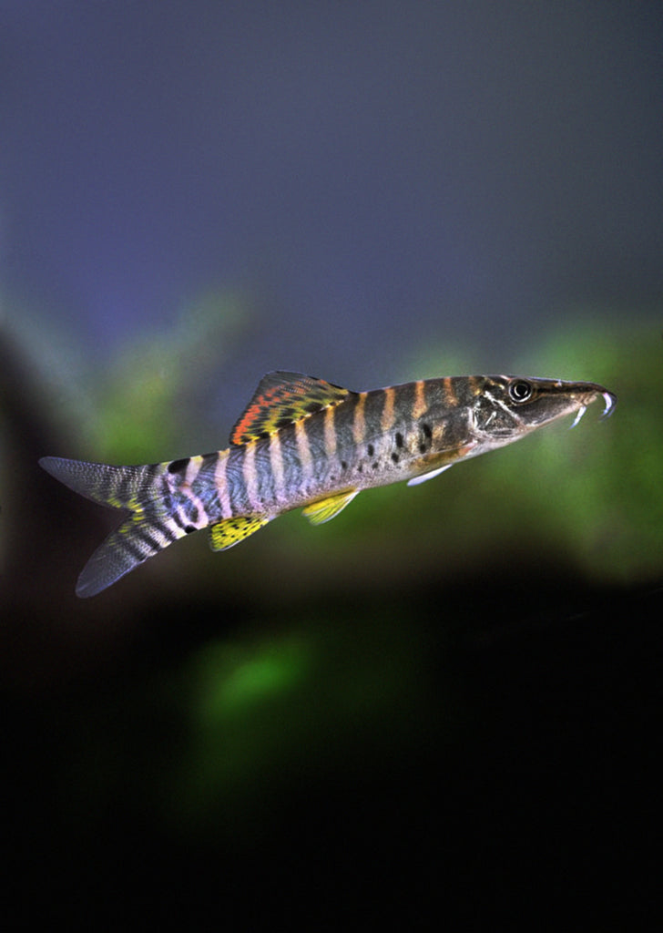 Tiger Botia Loach