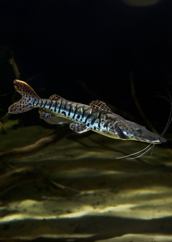 Tiger Shovelnose Catfish