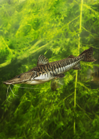 Tiger Shovelnose Catfish