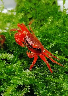 Tomato Crab