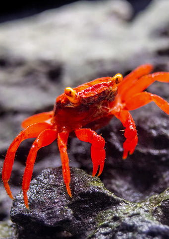 Tomato Crab