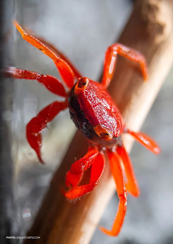 Tomato Crab