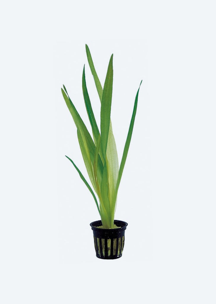 Vallisneria australis Gigantea
