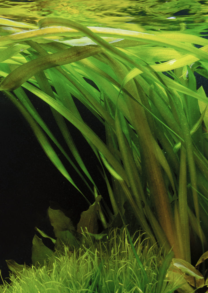 Vallisneria australis Gigantea