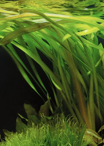 Vallisneria australis Gigantea