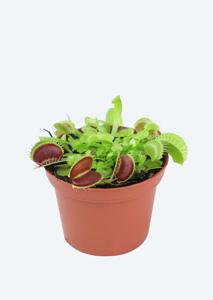Venus Flytrap