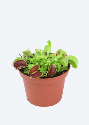 Venus Flytrap