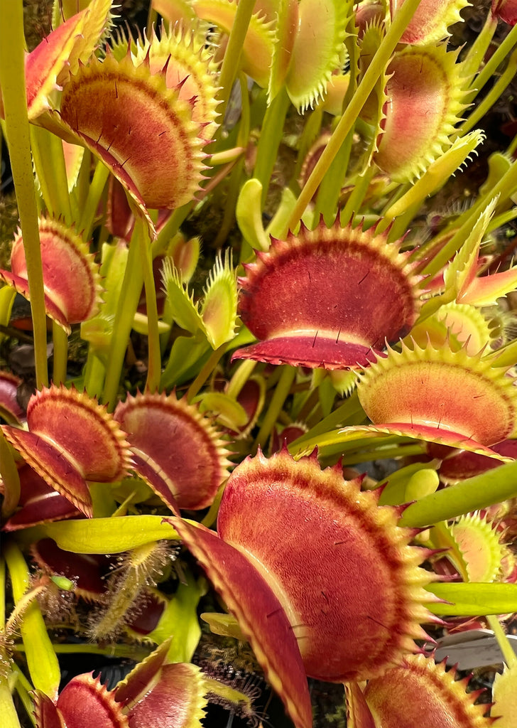 Venus Flytrap