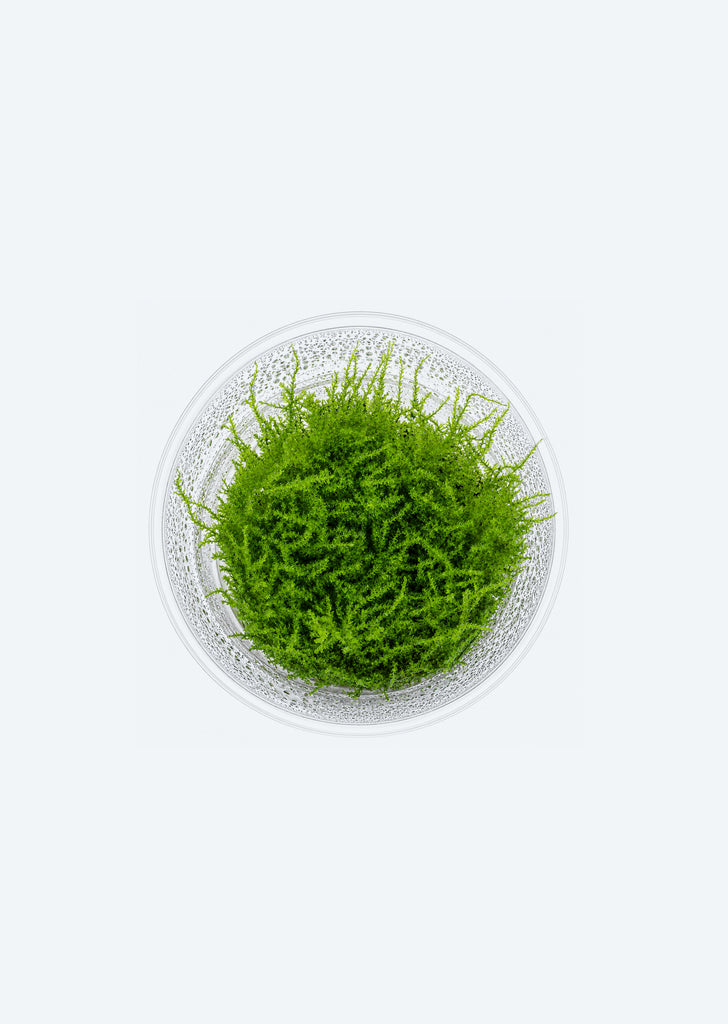 Vesicularia montagnei (In Vitro)