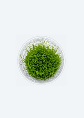 Vesicularia montagnei (In Vitro)