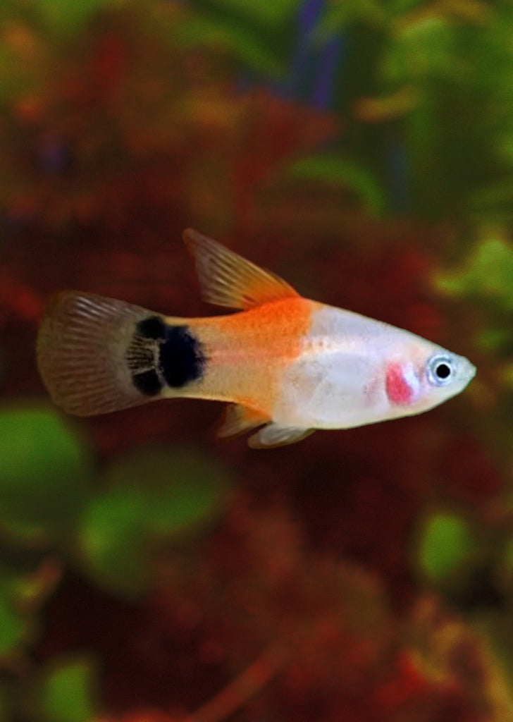 White Mickey HiFin Platy