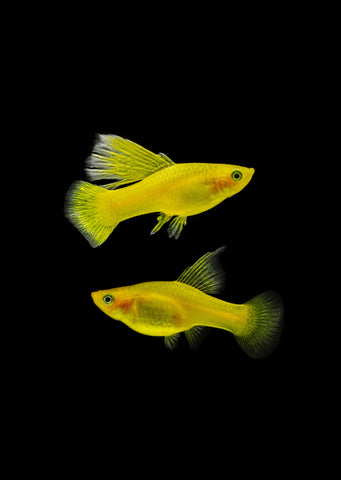 Yellow High-Fin Platy