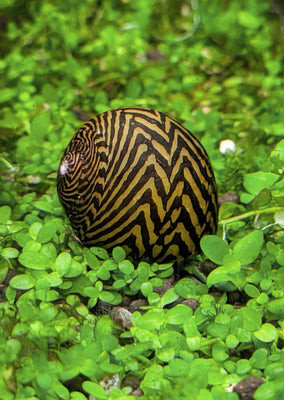 Nerite ZigZag Snail