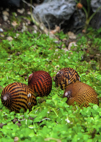 Nerite ZigZag Snail