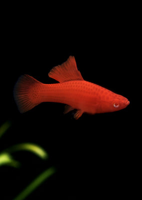 Blood-Red Sailfin Sabertail