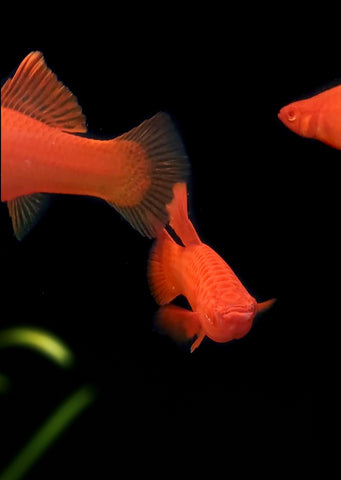 Blood-Red Sailfin Sabertail