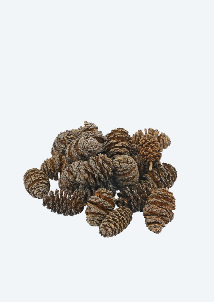 HOBBY Alder Cones