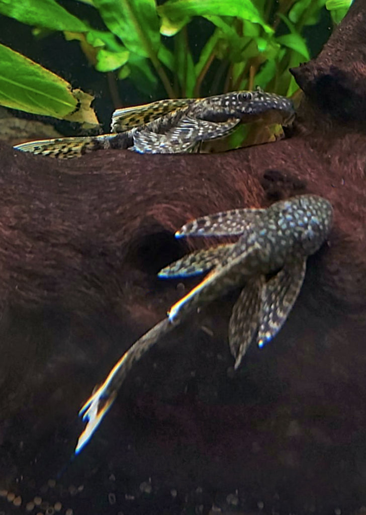 Ancistrus Chocolate Long-Fin