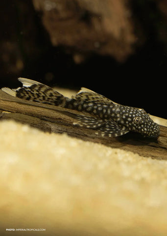 Ancistrus Chocolate Long-Fin